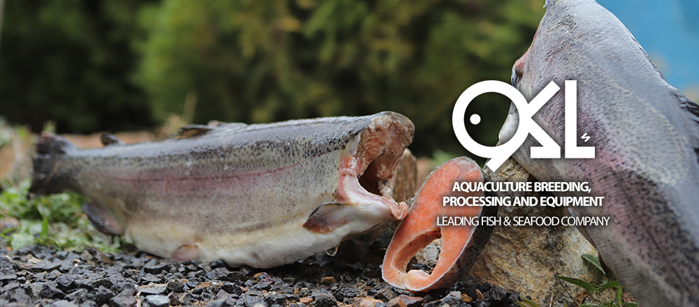 AKOO Fish Salmon Steak